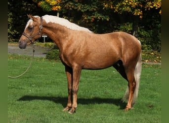 Poni alemán, Semental, 2 años, 152 cm, Palomino