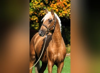Poni alemán, Semental, 2 años, 152 cm, Palomino