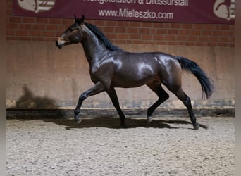 Poni alemán Mestizo, Semental, 2 años, 154 cm, Castaño