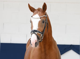 Poni alemán, Semental, 2 años, 156 cm, Alazán