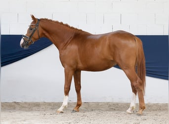 Poni alemán, Semental, 2 años, 156 cm, Alazán