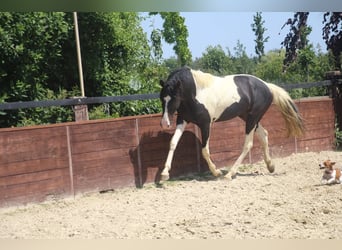 Poni alemán, Semental, 2 años, 158 cm, Pío