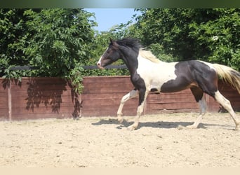 Poni alemán, Semental, 2 años, 158 cm, Pío