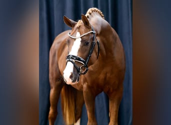 Poni alemán, Semental, 2 años, Alazán