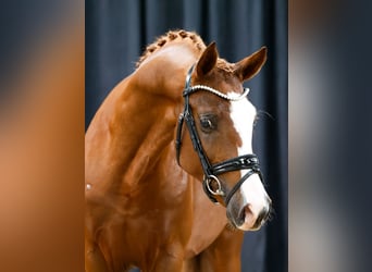 Poni alemán, Semental, 2 años, Alazán