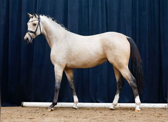 Poni alemán, Semental, 2 años, Bayo