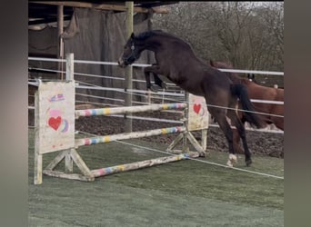 Poni alemán Mestizo, Semental, 2 años, Bayo