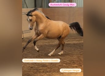 Poni alemán, Semental, 2 años, Buckskin/Bayo