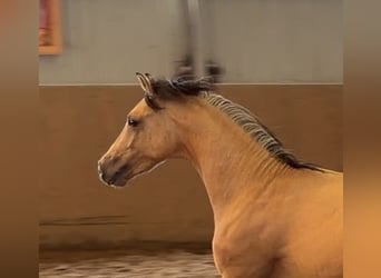 Poni alemán, Semental, 2 años, Buckskin/Bayo
