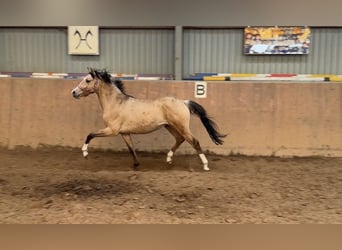 Poni alemán, Semental, 2 años, Buckskin/Bayo