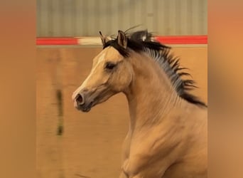 Poni alemán, Semental, 2 años, Buckskin/Bayo