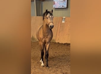 Poni alemán, Semental, 2 años, Buckskin/Bayo