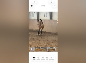 Poni alemán, Semental, 2 años, Buckskin/Bayo