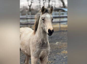 Poni alemán, Semental, 2 años, Buckskin/Bayo