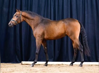 Poni alemán, Semental, 2 años, Castaño