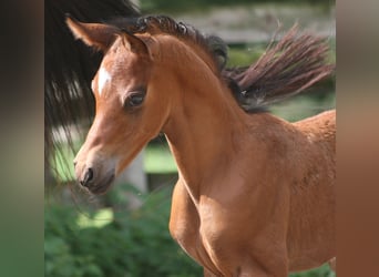 Poni alemán, Semental, 2 años, Castaño