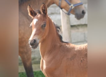 Poni alemán, Semental, 2 años, Castaño