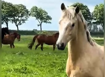 Poni alemán, Semental, 2 años, Palomino
