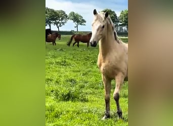 Poni alemán, Semental, 2 años, Palomino