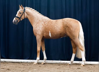 Poni alemán, Semental, 2 años, Palomino