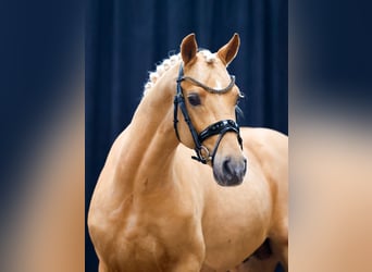 Poni alemán, Semental, 2 años, Palomino