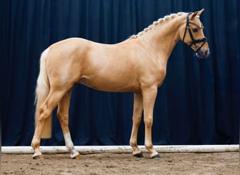 Poni alemán, Semental, 2 años, Palomino