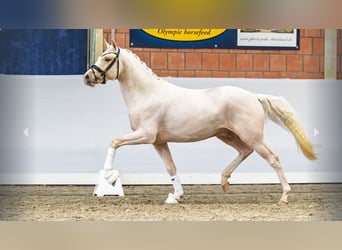 Poni alemán, Semental, 2 años, Palomino