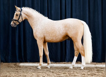 Poni alemán, Semental, 2 años, Palomino