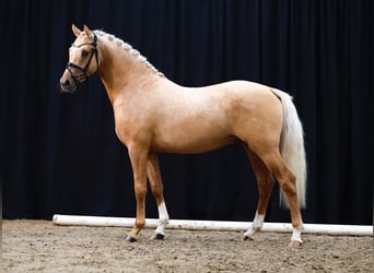 Poni alemán, Semental, 2 años, Palomino