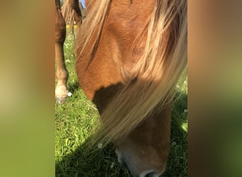 Poni alemán, Semental, 3 años, 134 cm, Alazán