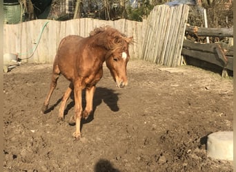 Poni alemán, Semental, 3 años, 134 cm, Alazán