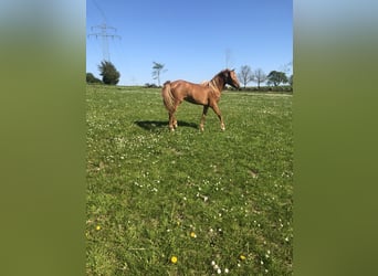 Poni alemán, Semental, 3 años, 134 cm, Alazán