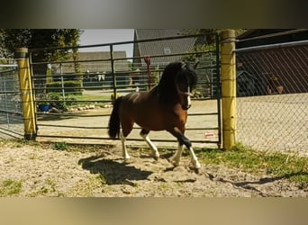 Poni alemán Mestizo, Semental, 3 años, 135 cm, Pío