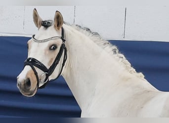 Poni alemán, Semental, 3 años, 137 cm, Pío
