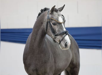 Poni alemán, Semental, 3 años, 137 cm, Tordo