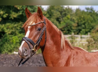 Poni alemán, Semental, 3 años, 141 cm, Alazán-tostado