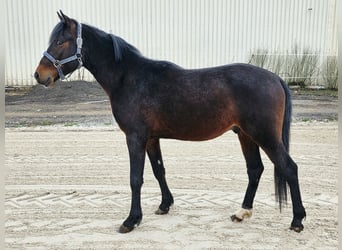 Poni alemán, Semental, 3 años, 142 cm, Castaño