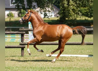 Poni alemán, Semental, 3 años, 143 cm, Alazán