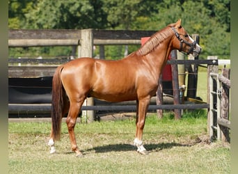 Poni alemán, Semental, 3 años, 143 cm, Alazán