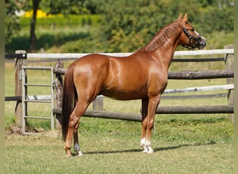 Poni alemán, Semental, 3 años, 143 cm, Alazán