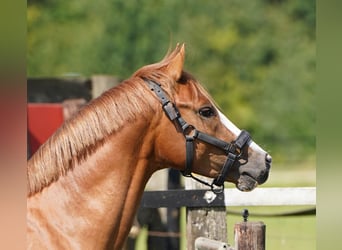 Poni alemán, Semental, 3 años, 143 cm, Alazán