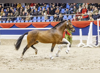 Poni alemán, Semental, 3 años, 144 cm, Castaño