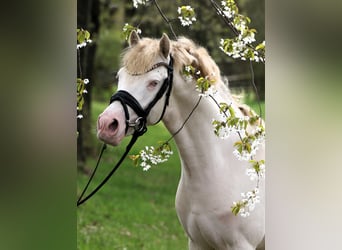 Poni alemán, Semental, 3 años, 144 cm, Perlino