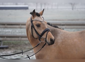 Poni alemán, Semental, 3 años, 145 cm, Buckskin/Bayo