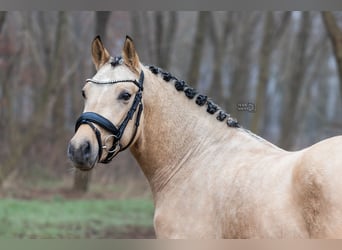 Poni alemán, Semental, 3 años, 145 cm, Buckskin/Bayo