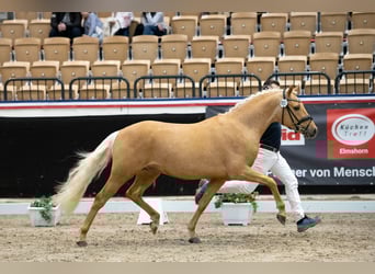 Poni alemán, Semental, 3 años, 145 cm, Palomino