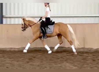 Poni alemán, Semental, 3 años, 145 cm, Palomino