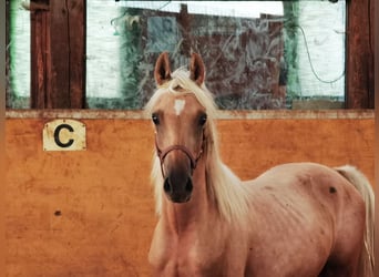 Poni alemán, Semental, 3 años, 145 cm, Palomino