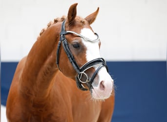 Poni alemán, Semental, 3 años, 146 cm, Alazán