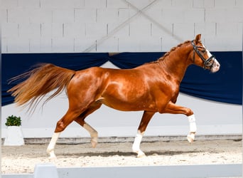 Poni alemán, Semental, 3 años, 146 cm, Alazán